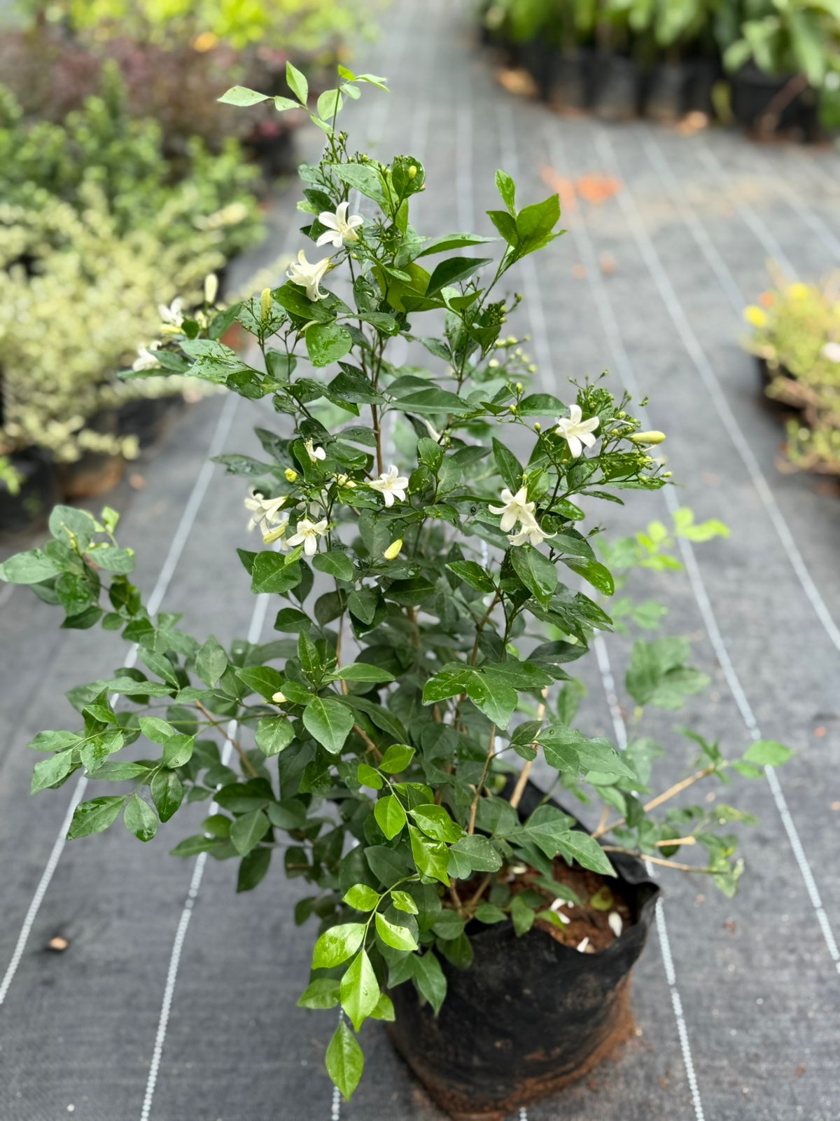 Maramulla (Murraya Paniculata) Combo of 2