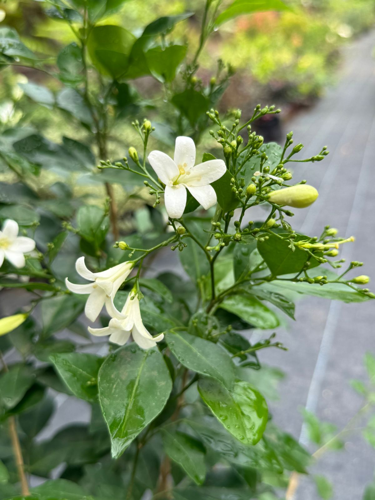 Maramulla (Murraya Paniculata) Combo of 2