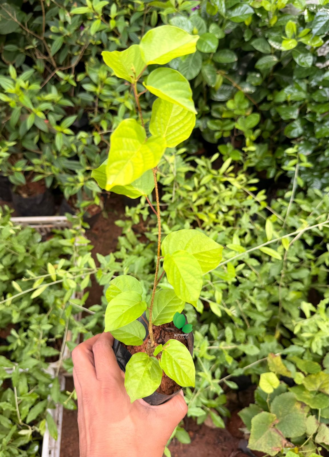 Manimulla (Porana Paniculata) Combo of 2