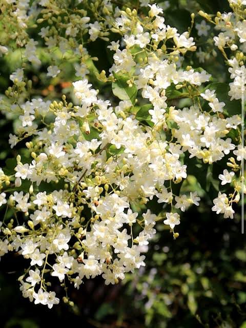 Manimulla (Porana Paniculata) Combo of 2