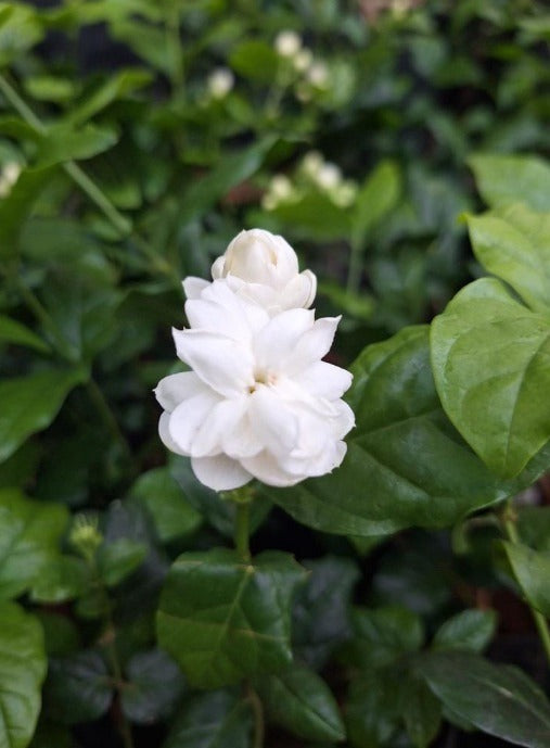 Katta Mulla (Layered Arabian Jasmine)