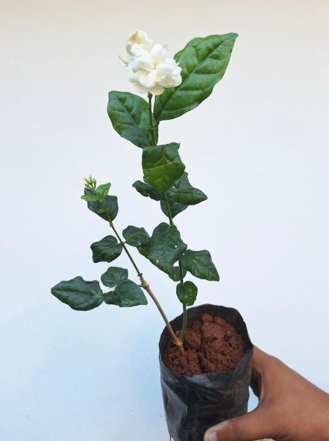 Katta Mulla (Layered Arabian Jasmine)