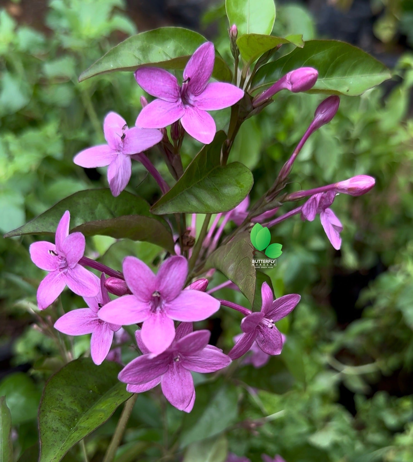 Violet Jasmine (Cestrum Elegans)