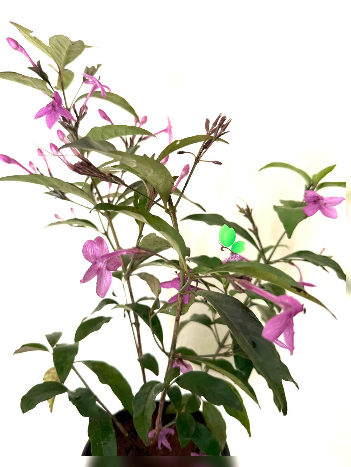 Violet Jasmine (Cestrum Elegans)