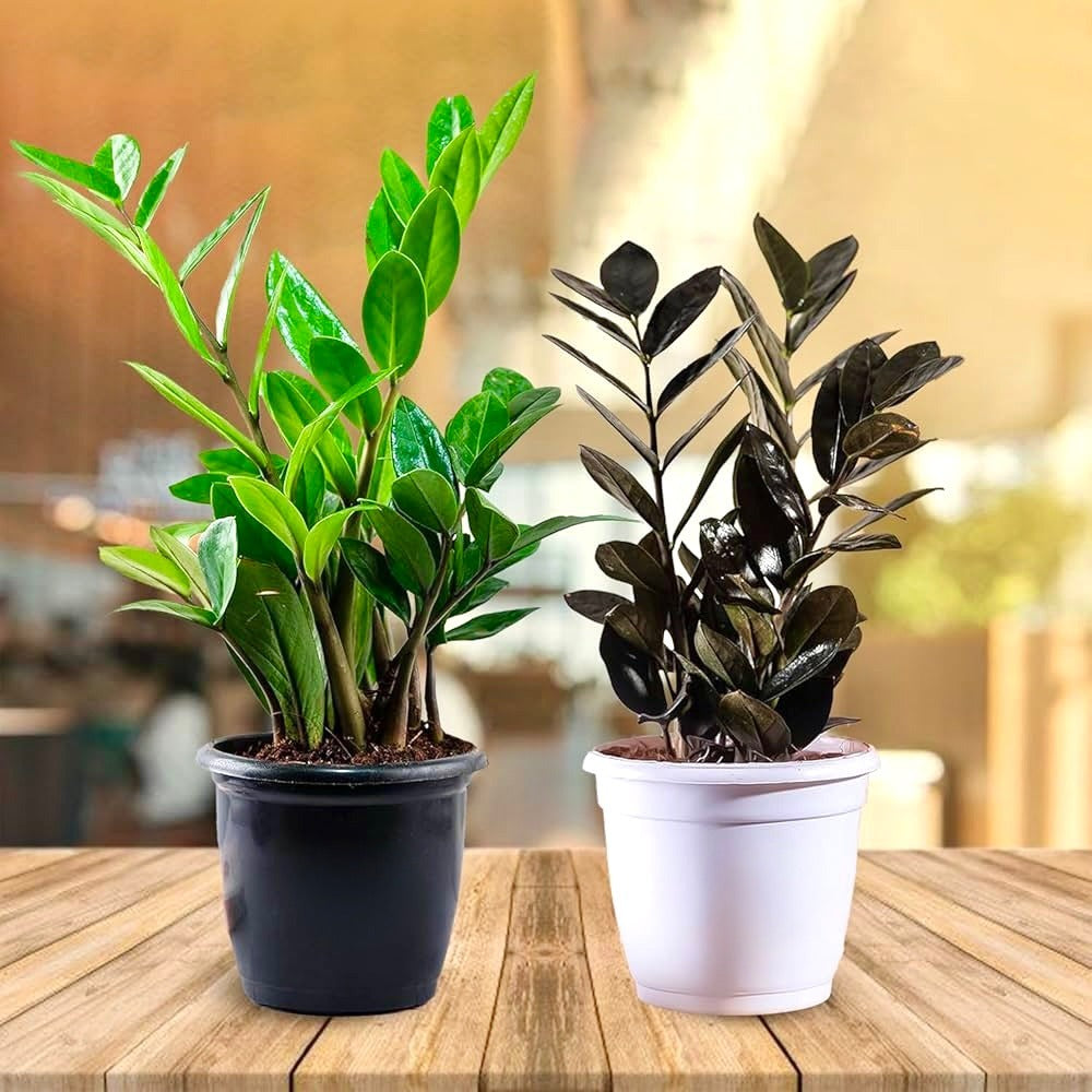 ZZ Plant (Zamioculcas Zamiifolia) Combo of 2 (Green - Black)