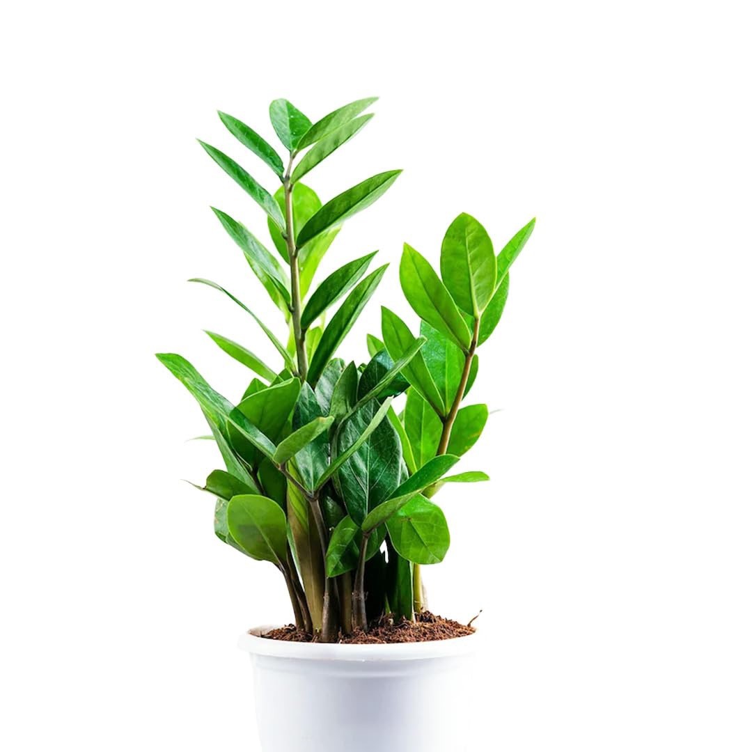 ZZ Plant (Zamioculcas Zamiifolia) Combo of 2 (Green - Black)