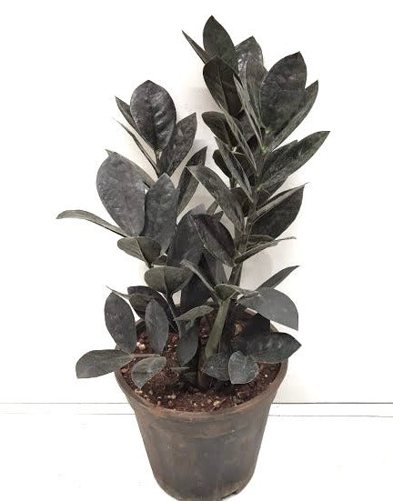 Black ZZ Plant (Zamioculcas Zamiifolia 'Raven')