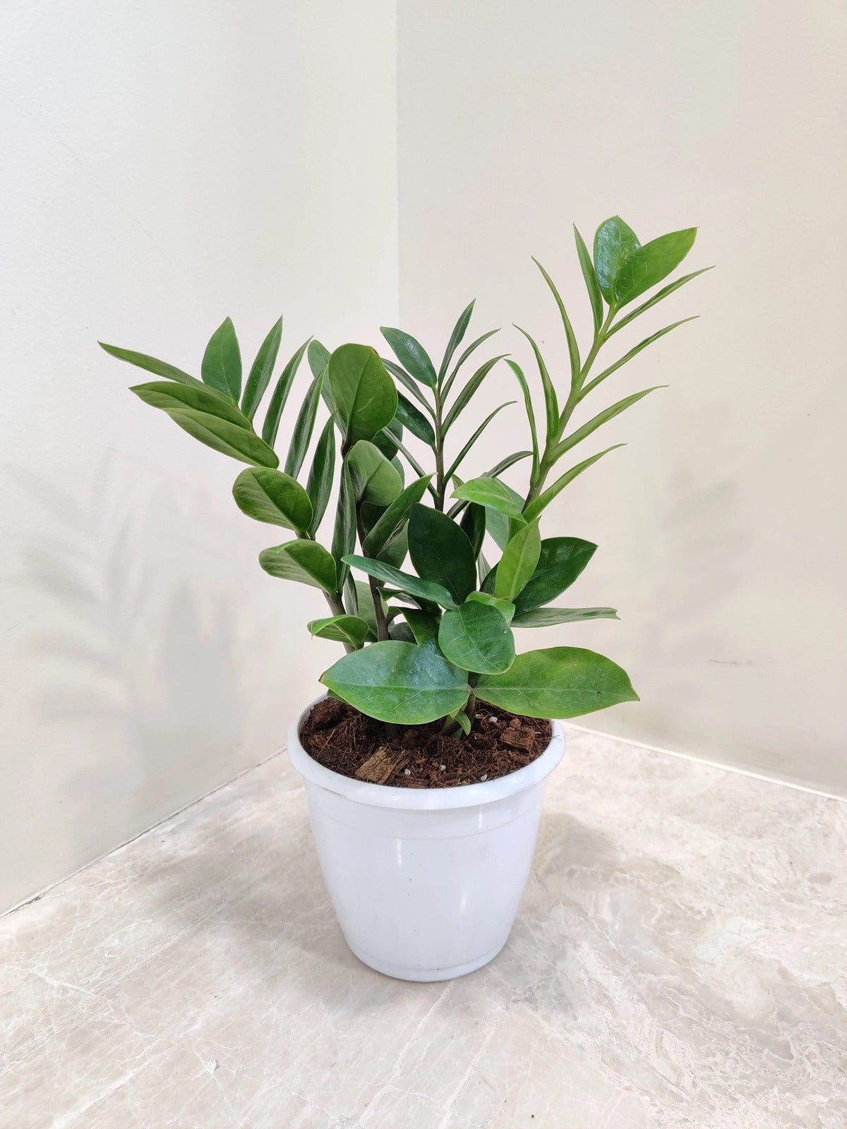 Green ZZ plant (Zamioculcas Zamiifolia)