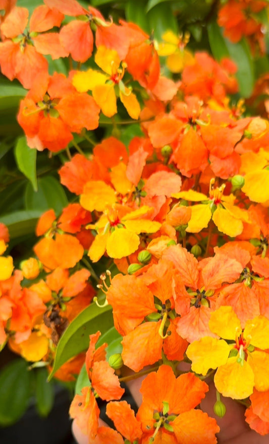 Bauhinia Coccinea Plant (Scarlet Bauhinia)