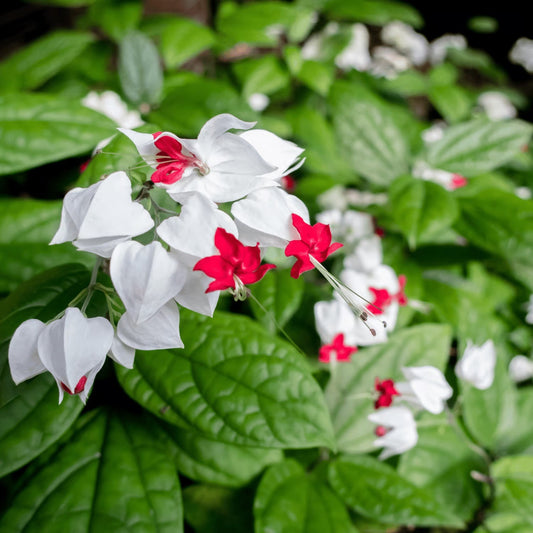 Bleeding Heart Plant (Lamprocapnos Spectabilis)