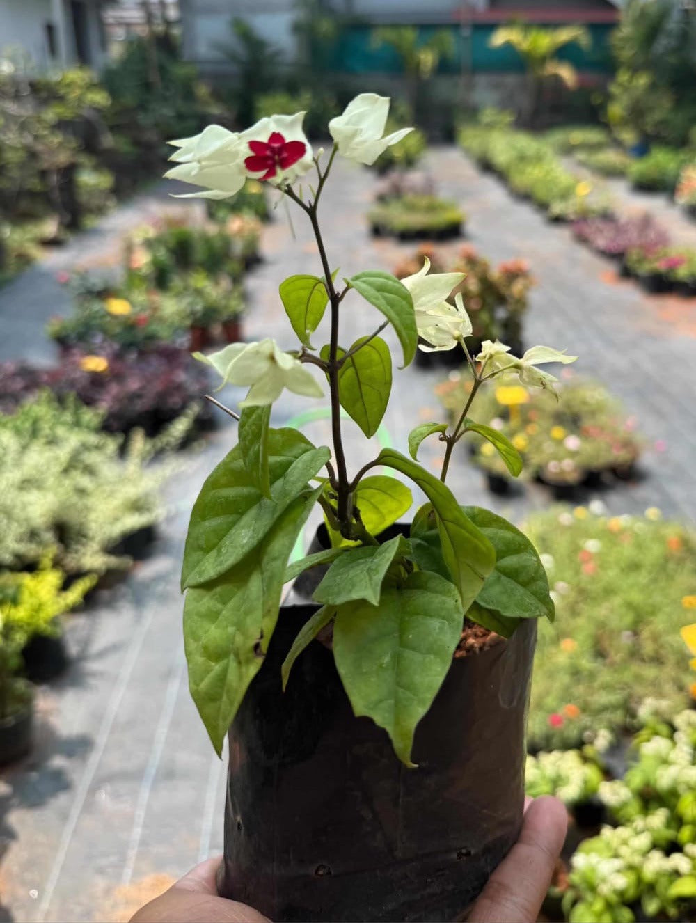 Bleeding Heart Plant (Lamprocapnos Spectabilis)