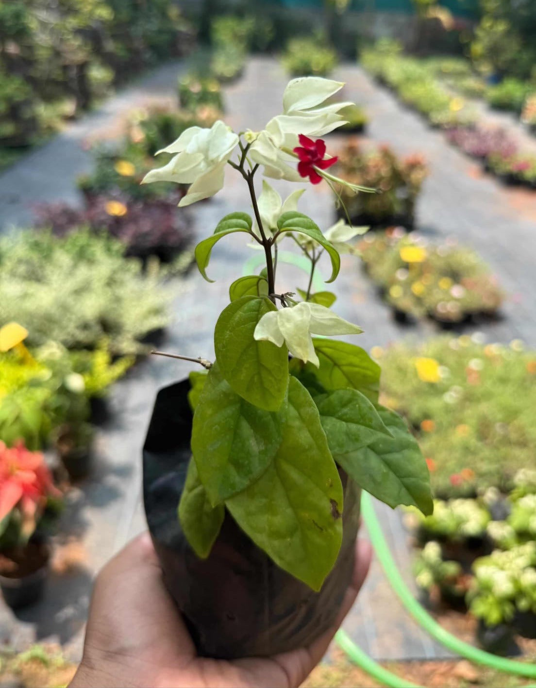 Bleeding Heart Plant (Lamprocapnos Spectabilis)