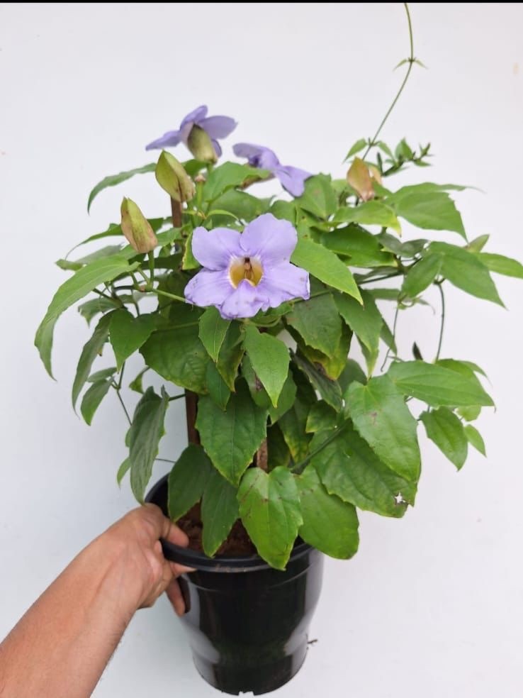 Thunbergia Violet (Thunbergia Erecta)