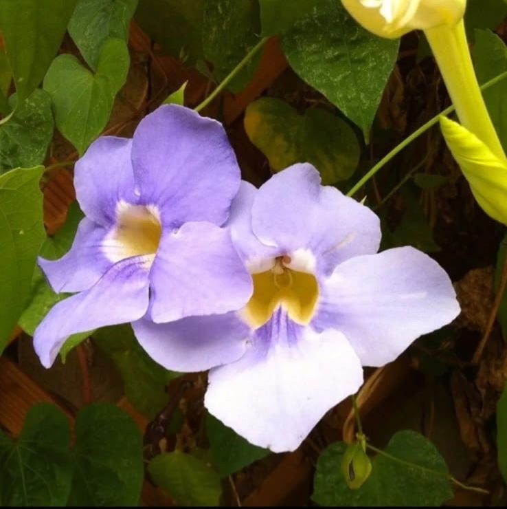 Thunbergia Violet (Thunbergia Erecta)