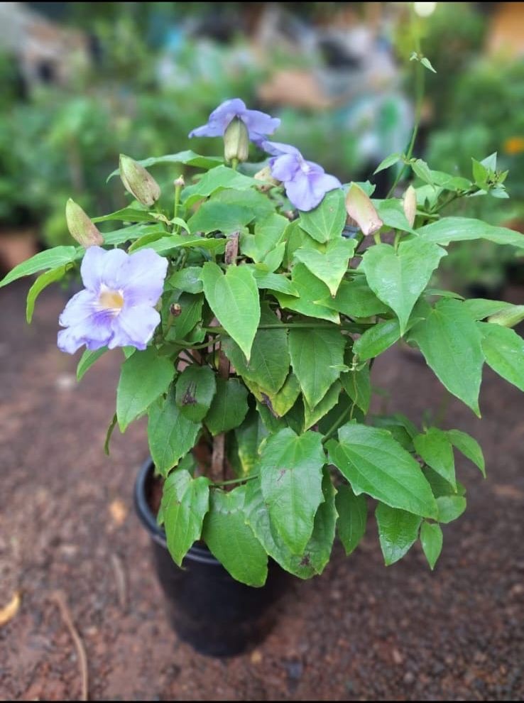 Thunbergia Violet (Thunbergia Erecta)