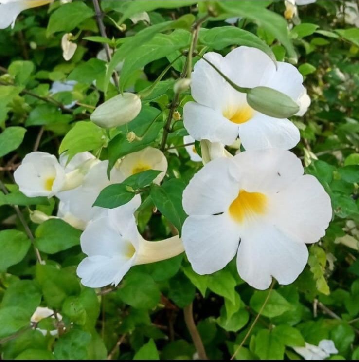 Thunbergia White (Thunbergia Grandiflora Alba)