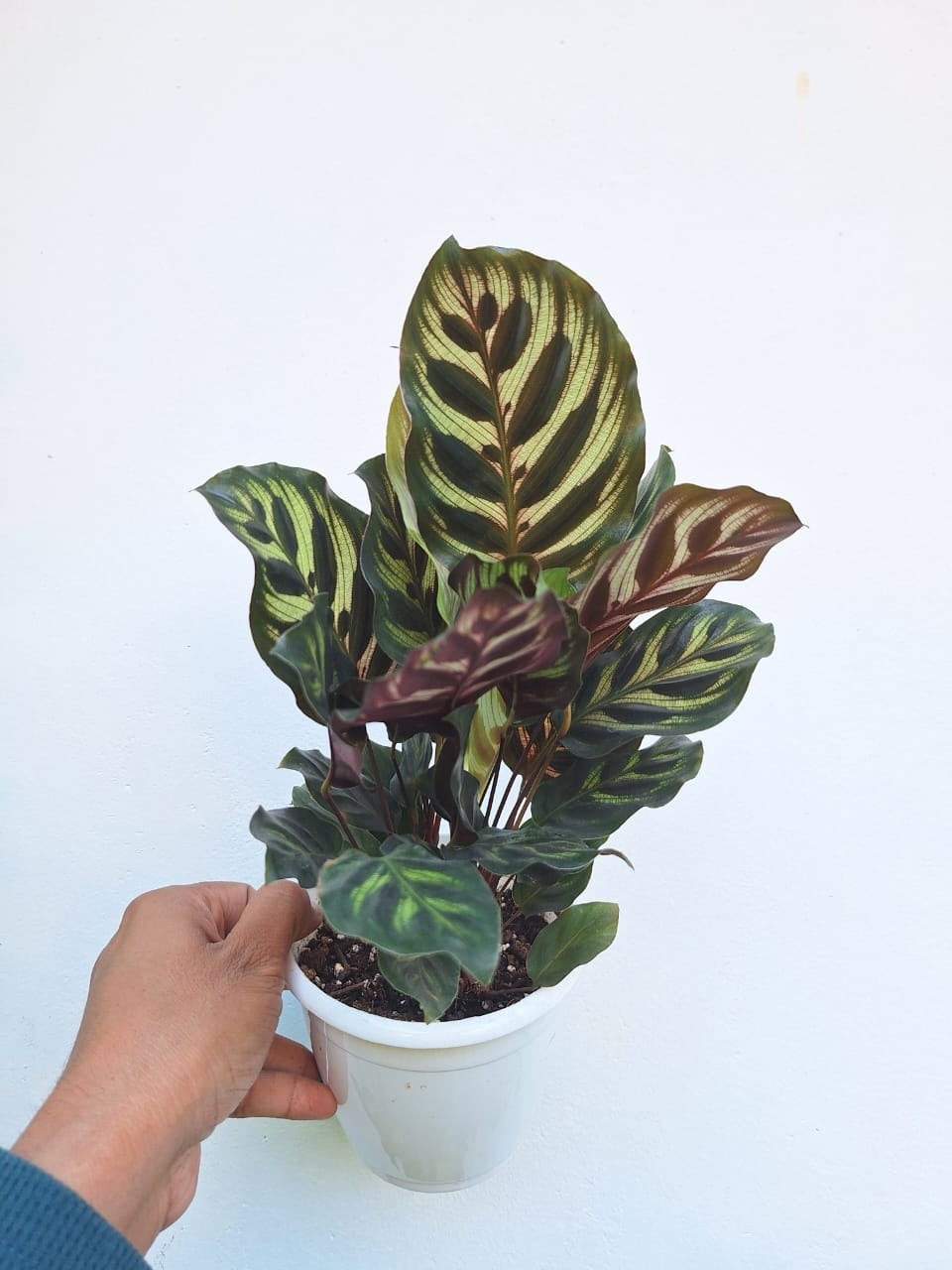 Calathea Makoyana Bushy Plant (Peacock Calathea)