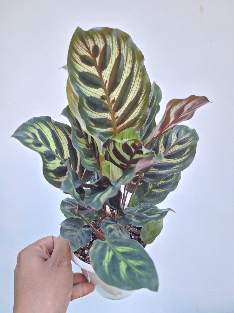 Calathea Makoyana Bushy Plant (Peacock Calathea)