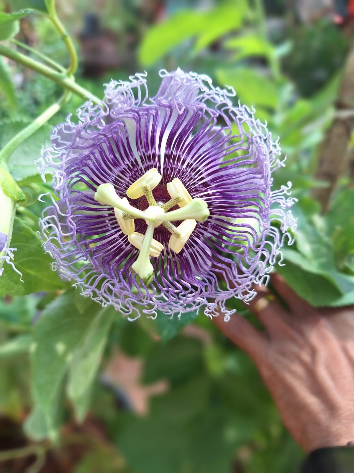 Passiflora Violet Big Plant