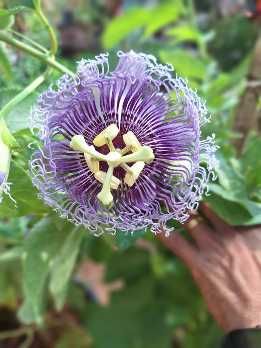 Passiflora Violet Big Plant