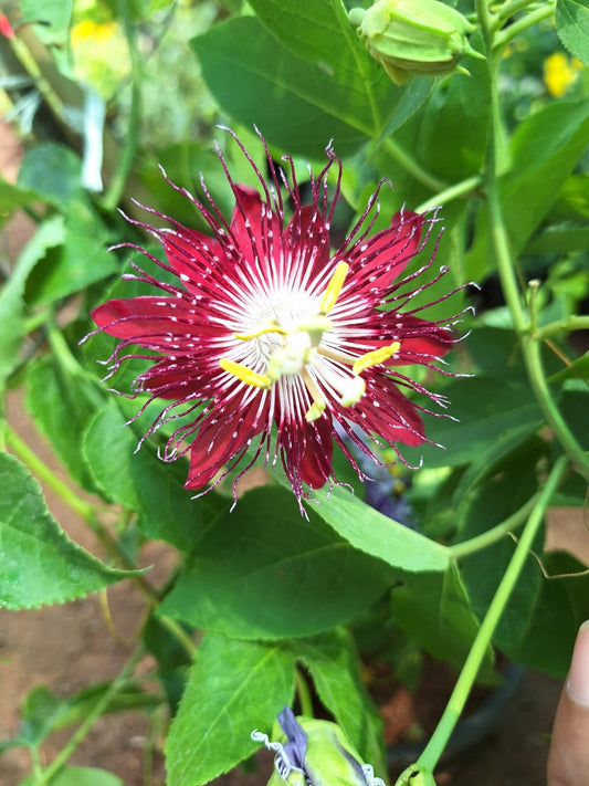 Passiflora Red Big Plant