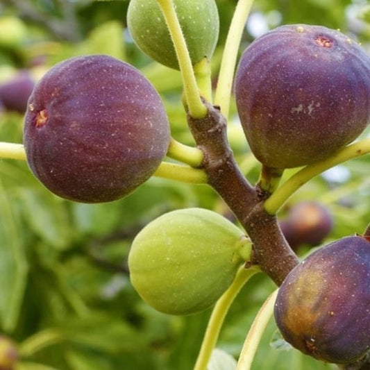 Israel Fig