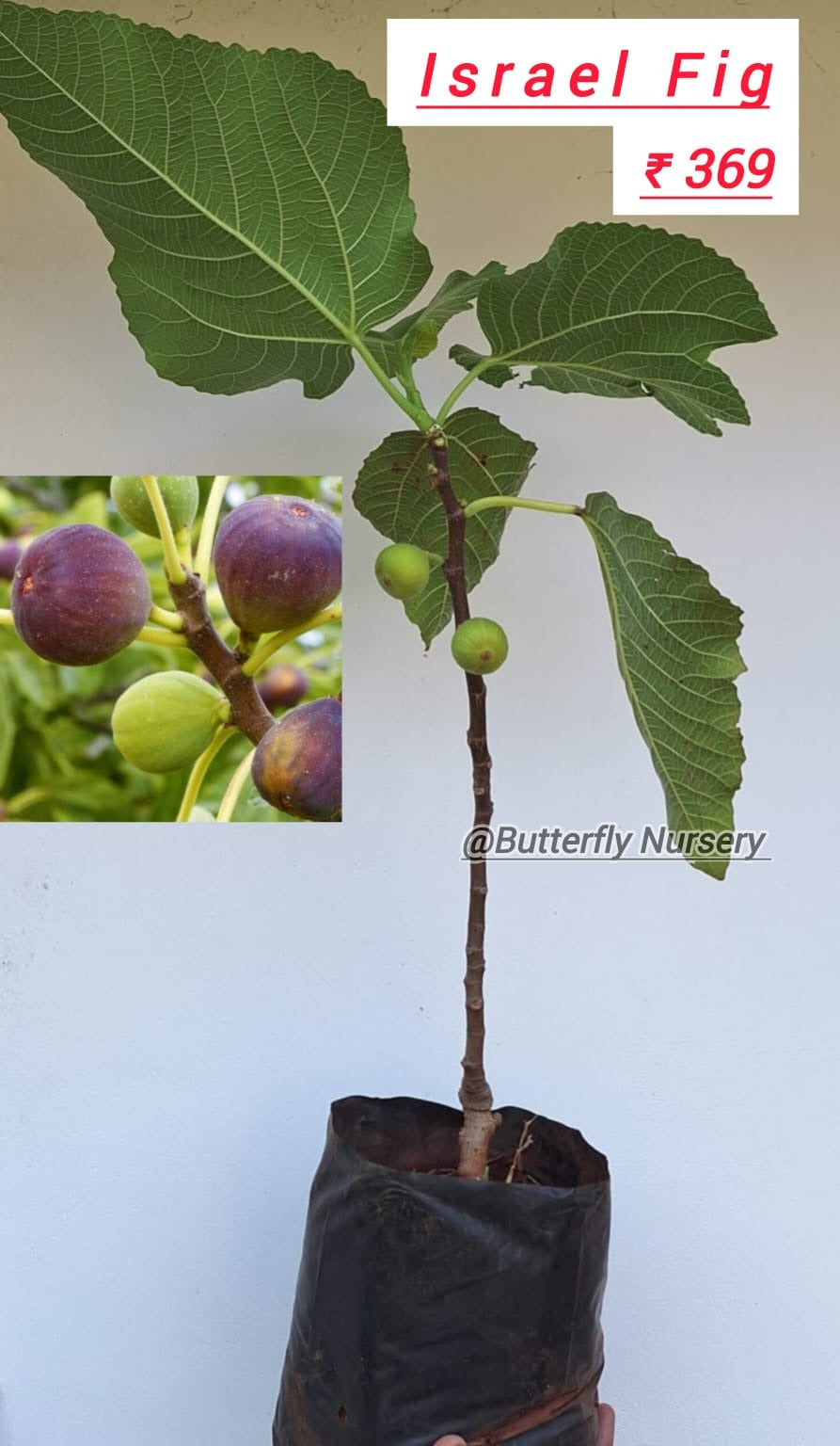 Israel Fig