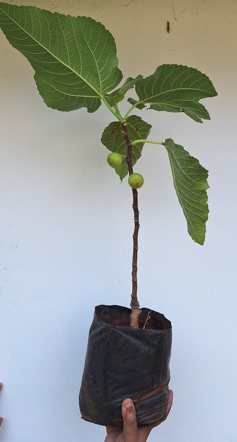 Israel Fig