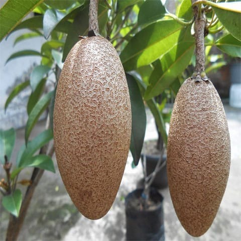 Banana Sapota Plant