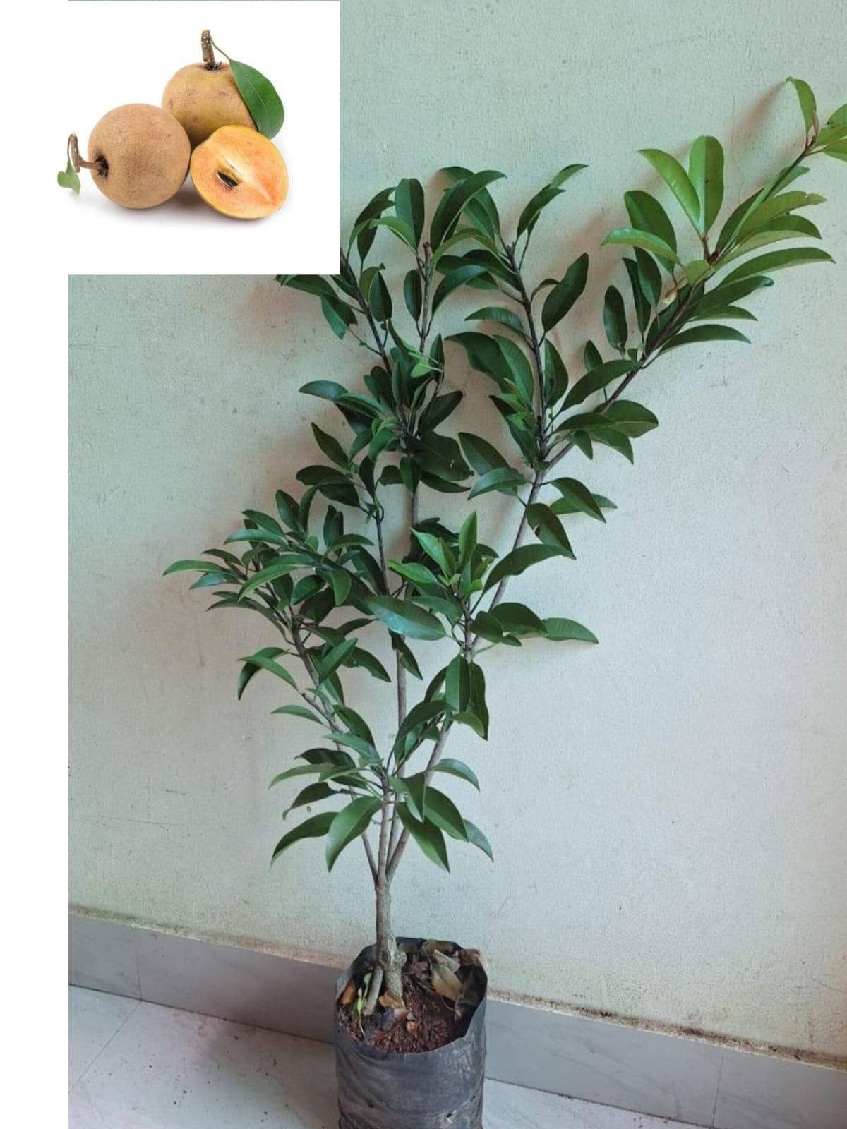Ball Sapota Plant