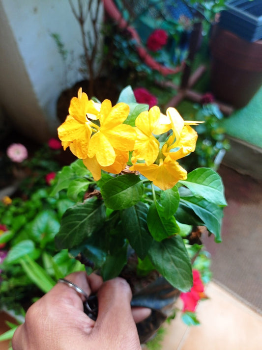 Kanakambaram Yellow ( Crossandra infundibuliformis )