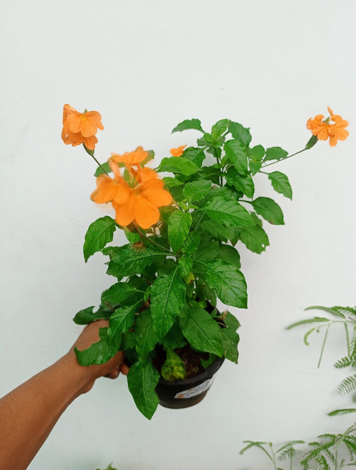 Kanakambaram Orange ( Crossandra infundibuliformis )