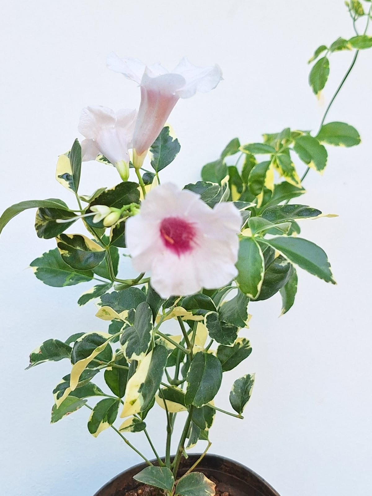 Jasminoides Variegated