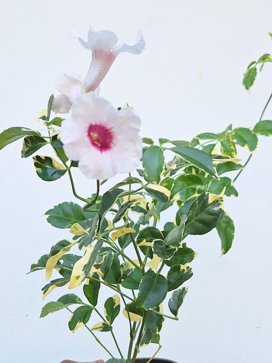 Jasminoides Variegated