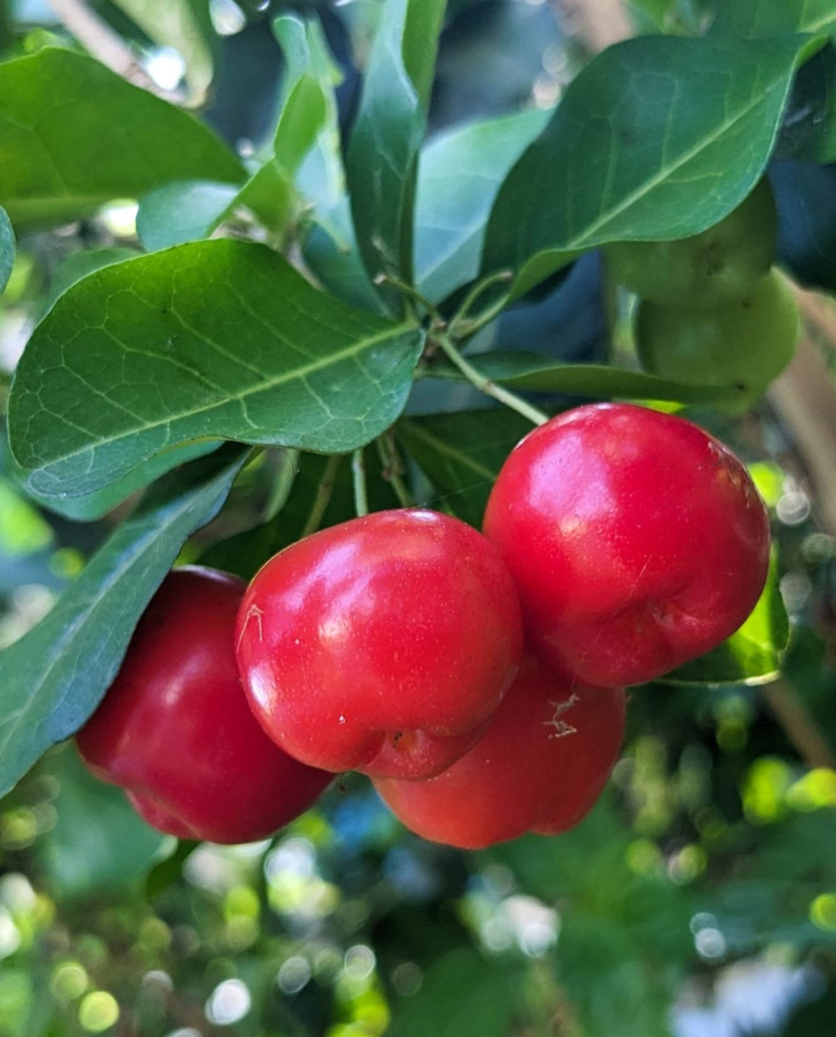 Barbados Cherry (Malpighia Emarginata)