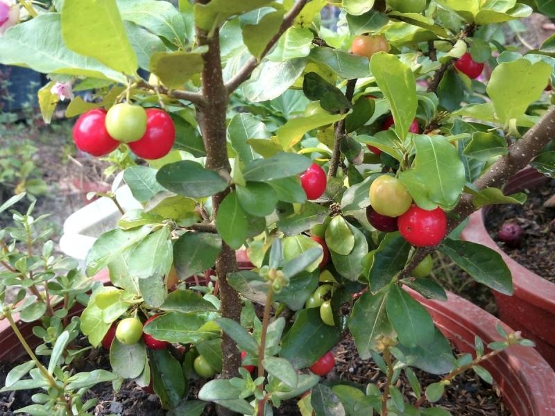 Barbados Cherry (Malpighia Emarginata)