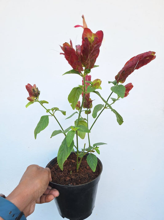 Lollipop / Red Shrimps Plant