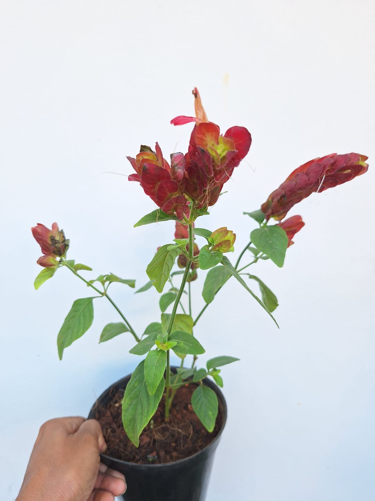 Lollipop / Red Shrimps Plant