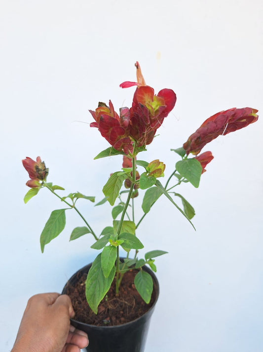 Lollipop / Red Shrimps Plant