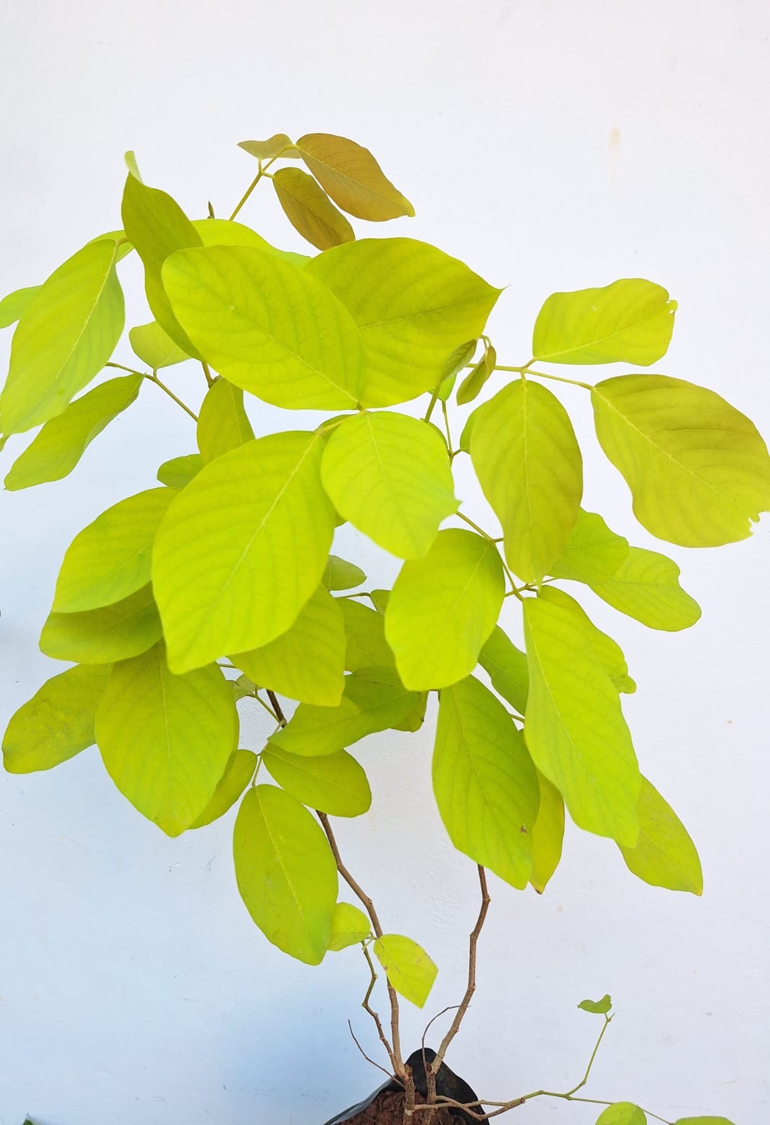 Golden Legume