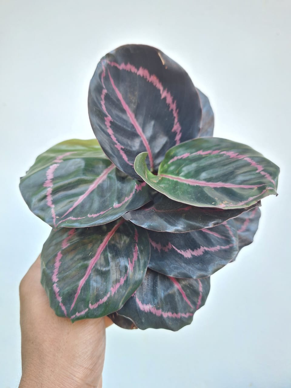 Roseopicta Calathea Bushy Plant