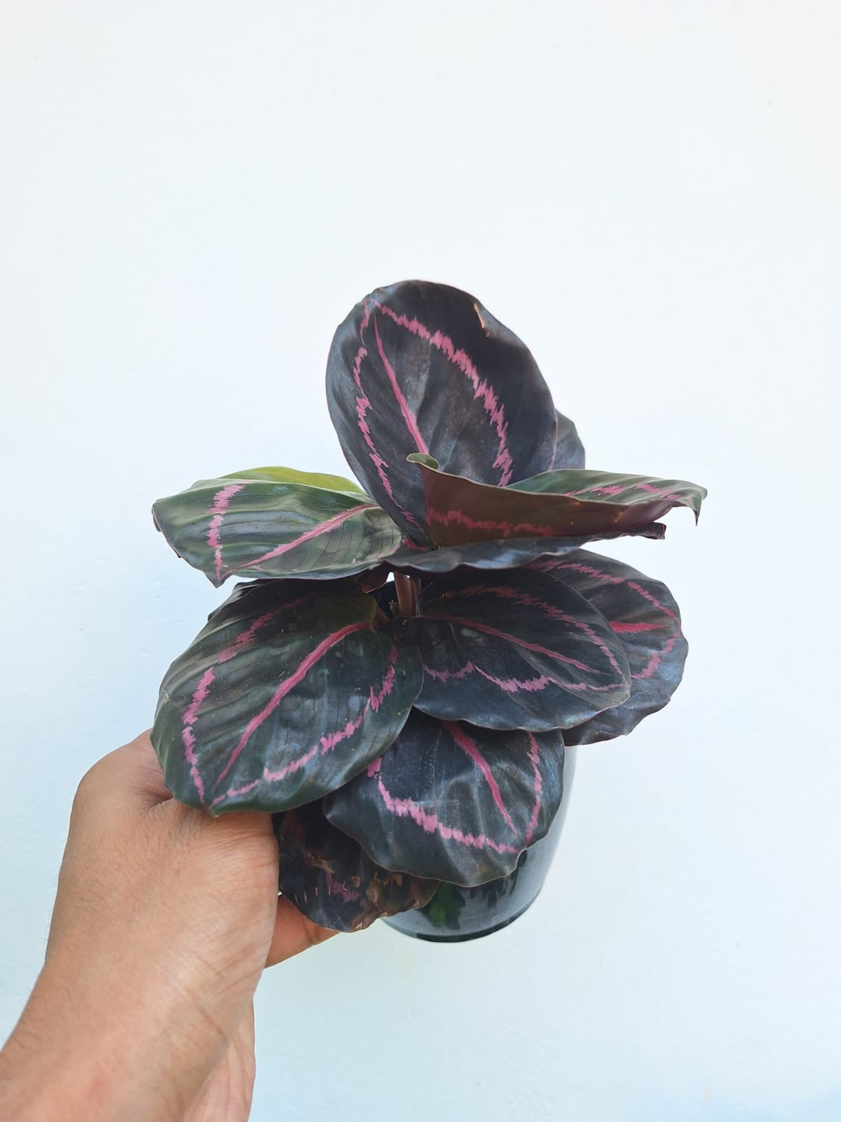 Roseopicta Calathea Bushy Plant