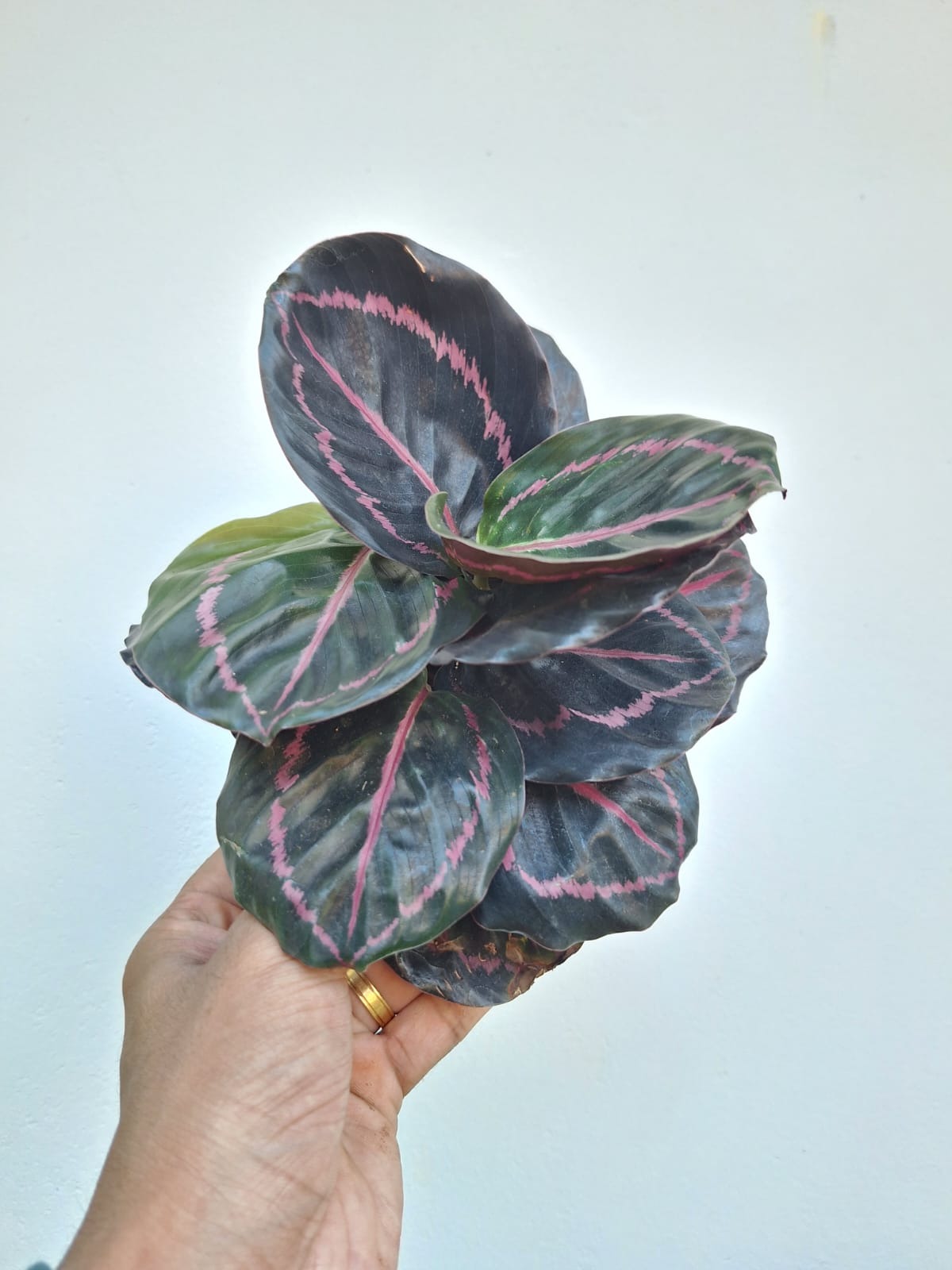 Roseopicta Calathea Bushy Plant