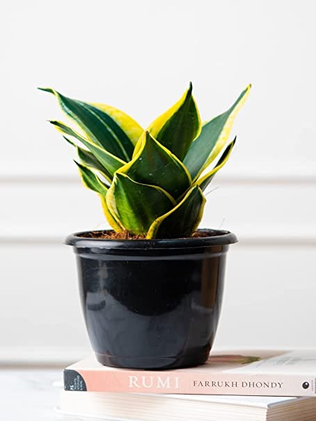 Snake Plant Yellow Green