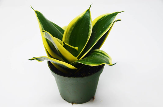Snake Plant Yellow Green