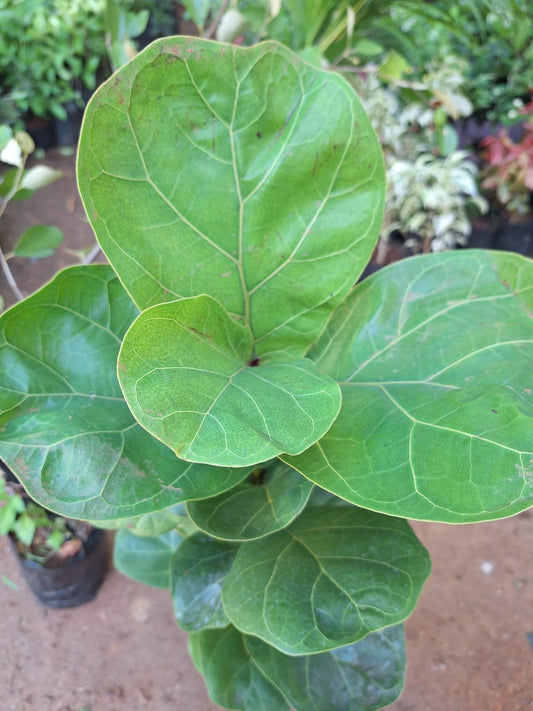 Fiddle Fig Plant (Ficus lyrata)