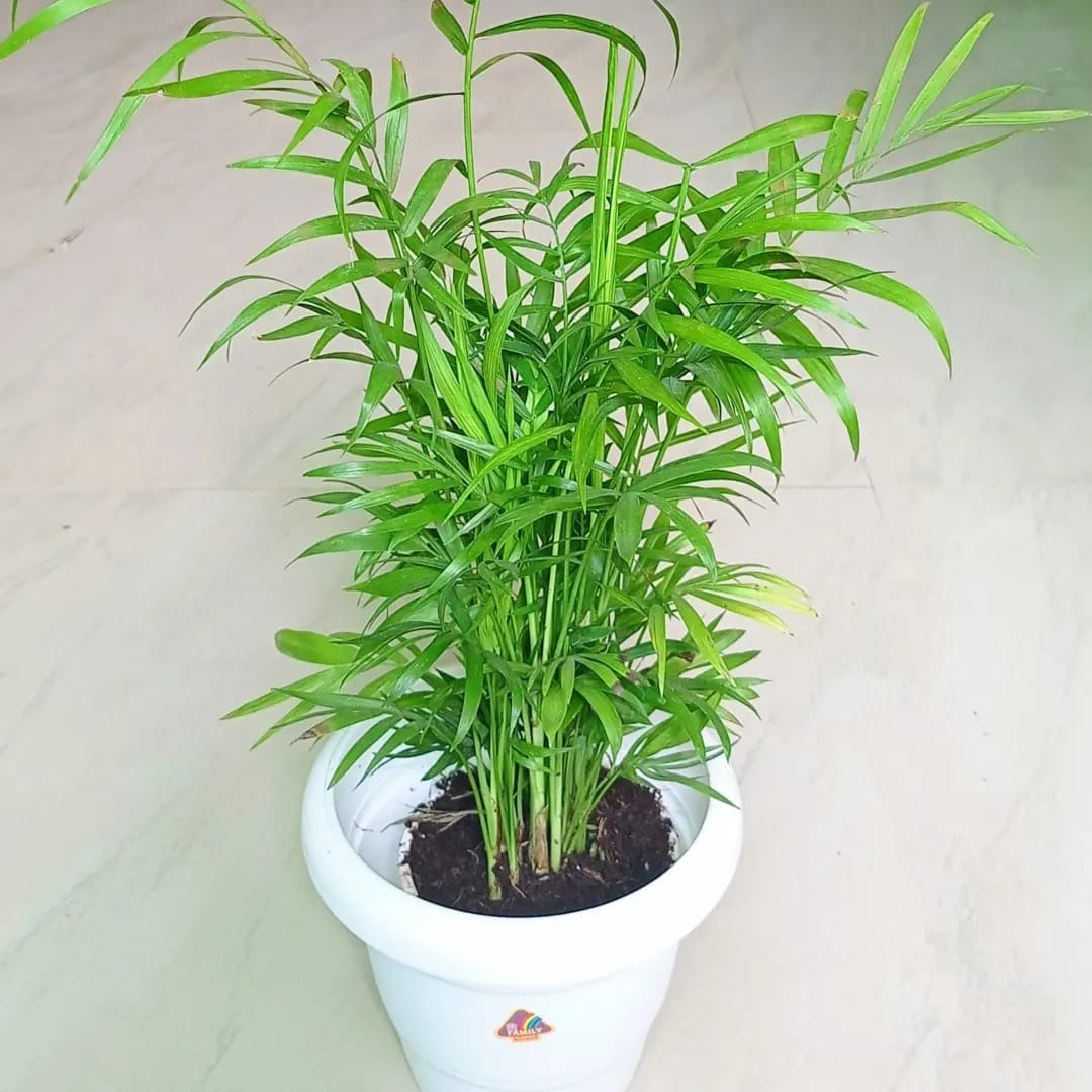 Bamboo Palm (Chamaedorea Seifrizii)