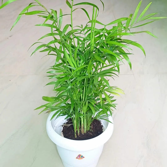 Bamboo Palm (Chamaedorea Seifrizii)