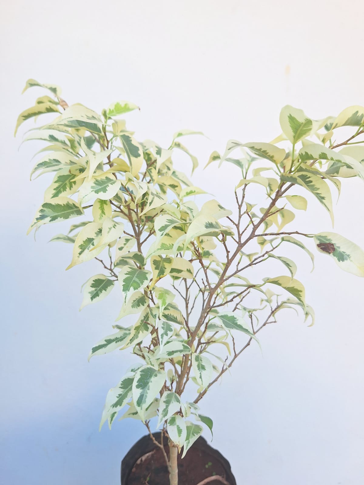 Starlight Ficus (Ficus Benjamina 'Starlight')