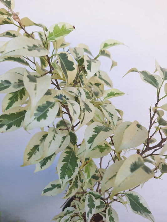 Starlight Ficus (Ficus Benjamina 'Starlight')